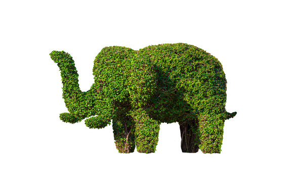 Decorative topiary tree in elephant shaped isolated on transparent background, png file