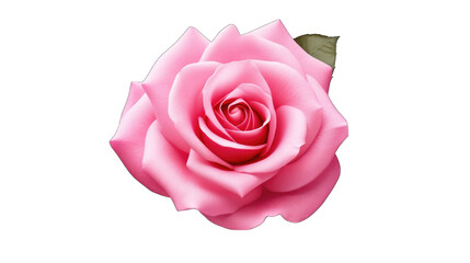 Fototapeta premium Create A High quality fresh pink rose on white background