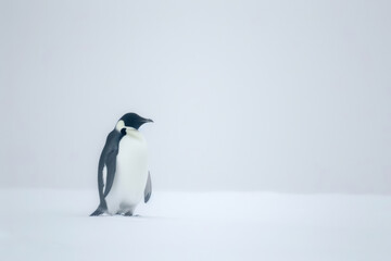 Obraz premium Gentoo PenguinGentoo Penguin in Snowy Habitat. Minimalist Artistic Illustration of Penguin Isolated on White. 