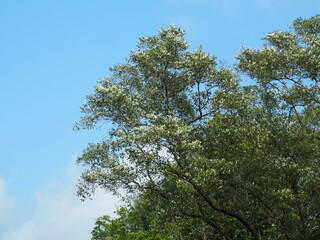 trees and sky. Part of tree top with blue sky in very strong sunshine day. Background of summer season.