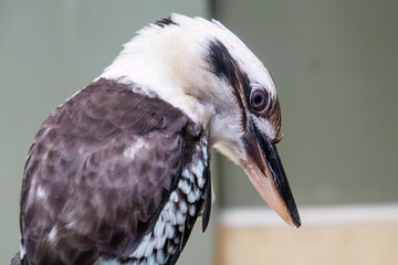 美しいワライカワセミ（カワセミ科）。

日本国神奈川県川崎市、カワスイにて。
2023年9月4日撮影。

Beautiful Laughing Kookaburra (Dacelo novaeguineae, family comprising the Alcedo kingfishers).

At Kawasui aquarium, Kawasaki city, Kanagawa, Japan