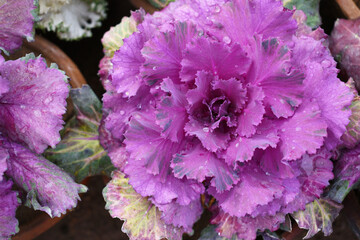 Ornamental Kale Horizontal, background of purple decorative cabbage, ornamental cabbage plants,...