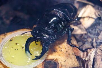 美しく大きなタランドゥスオオツヤクワガタ（クワガタムシ科）。
世界最大級。

日本国神奈川県川崎市、カワスイにて。
2023年9月4日撮影。

Beautiful and large tarandus stag beetle (Mesotopus tarandus, family of stag beetles).

At Kawasui aquarium, Kawasaki city, Kana - obrazy, fototapety, plakaty
