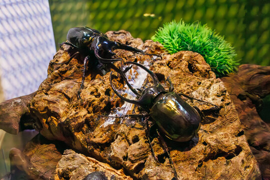 コーカサスオオカブト」の写真素材 | 139件の無料イラスト画像 | Adobe