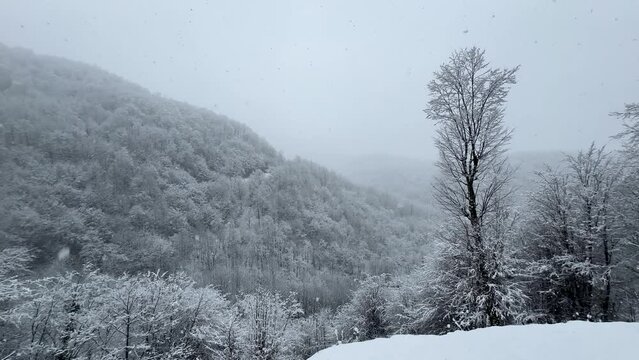 Alone tree in forest at winter season heavy snow in nature countryside travel concept skiing in alpine freezing forest hills scenic view of campground campsite trekking adventure in middle east
