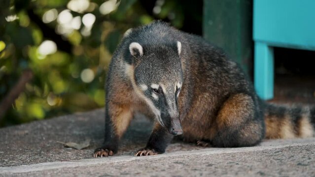 Remarkable Coati Raccoon Near Iguazu Falls In Brazil, South America. Close-up Shot