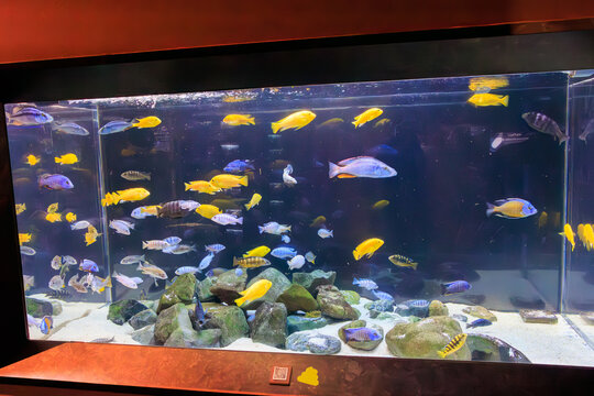 美しいシクリッド（カワスズメ科）類の水槽。

日本国神奈川県川崎市、カワスイにて。
2023年9月4日撮影。

Beautiful cichlid (family Cichlidae) aquarium.

At Kawasui aquarium, Kawasaki city, Kanagawa, Japan,
photo by September 4, 2023.

