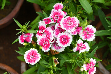 pink and white miniature carnation flower in spring, beautiful carnation flower closeup shot, pink white flower, little flowers closeup © Usman Tahir Isolated