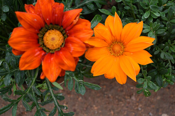 Beautiful red and Orange gazania flower Closeup, Close up of red and Orange Gazania Flower, red and Orange Gazania Linearis Flower in garden
