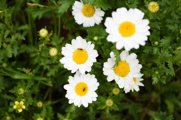 Obraz premium Oxeye daisy (Leucanthemum vulgare) blooming in spring, White flowers in the garden closeup, Wild daisy flowers growing on meadow, white chamomiles on green grass background. Oxeye daisy