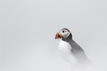 Fototapeta premium Puffin Portrait Against a Minimalist Backdrop. Isolated Against White Background. Copy Space/Blank Space. 