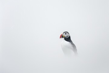 Puffin Portrait Against a Minimalist Backdrop. Isolated Against White Background. Artistic Presentation.
