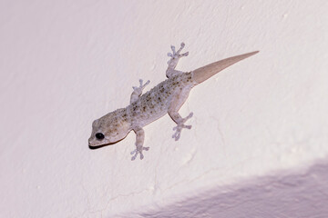 Ein Kanarischer Mauergecko mit einem regenerierten Schwanz nachts an einer hellen Wand in der Seitenansicht - obrazy, fototapety, plakaty