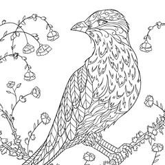 Vector stylization of roller bird on a branch with flowers. Coloring book page for adult with doodle and zentangle elements. Vector hand drawn illustration.