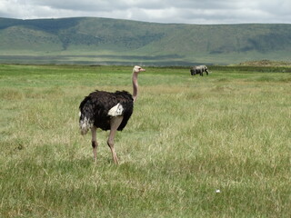 Closeup uimage of an ostrich roaming freely in the Ngorongoro Crater, Tanzania, with an elephant in the distance