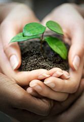 Hands, soil and people with plant for earth day, future or eco business, funding or support closeup. Recycle, sustainability or volunteer group with leaf growth for agriculture, climate change or ngo