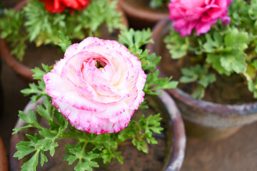 Beautiful pink ranunculus flowers growing in an outdoor flower garden. ranunculus flower closeup,...