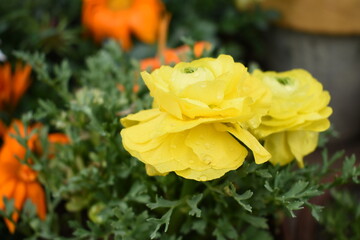 Beautiful yellow ranunculus flowers growing in an outdoor flower garden. ranunculus flower closeup, yellow blooming flower, rose flower