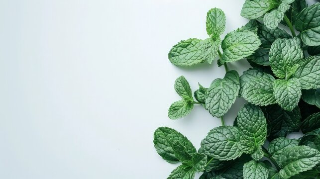 A picture of a sprig of fresh spearmint herb, specifically the Mentha variety, placed on a white