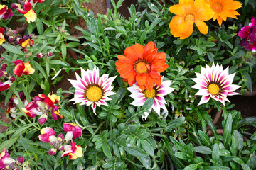 Beautiful bright colourful gazania flowers Closeup, Close up of colourful Gazania Flowers,Gazania Linearis Flower in garden
