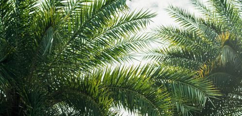 bright green sky palm leaves, slender and pointed