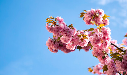 Cherry Blossom or Sakura flower in the nature garden with bokeh background