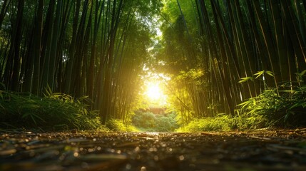Fototapeta premium Sunrise in Tranquil Bamboo Forest