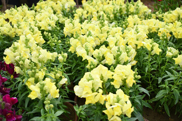 Yellow stock flower in garden closeup, Matthiola incana flower, stock flowers, cut flowers in nursery, Stock of flowers, Flower of Stock