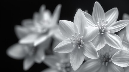  A black-and-white photograph captures a close-up of a cluster of flowers, emphasizing the focal point at their center