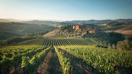 Fotobehang Idyllic Tuscan Vineyard at Sunset © Jonas