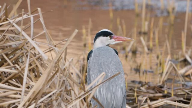 Gray heron in the pond
