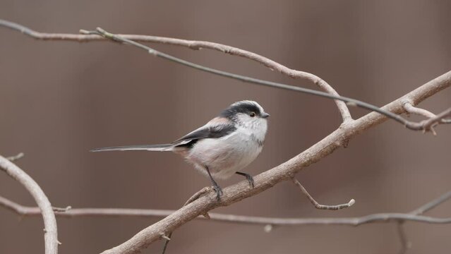Close-up Long-tailed tit perched on leafless branch in spring Japan