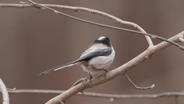 Long-tailed tit (Aegithalos caudatus), or long-tailed bushtit bird close-up, turn around in jump and take wing
