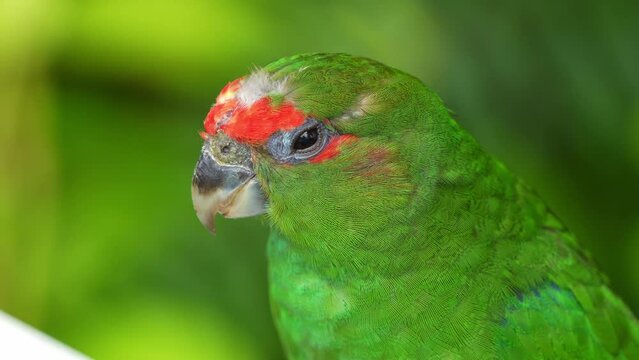 Immature male pileated parrot, Pionopsitta pileata, chirps amidst the dense forest canopy, close up head shot of the bird against bokeh green background.