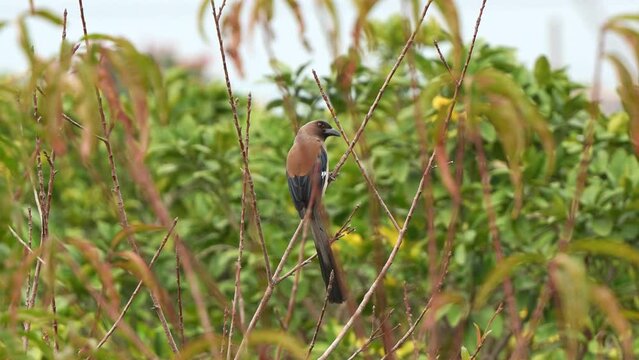 Asian grey treepie, dendrocitta formosae with striking appearance, perch upright on the branch in its natural habitat, bill wiping against the branch, wondering around the surroundings, close up shot.