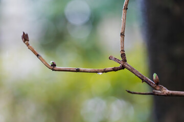 On a rainy day, dew on tree branches.