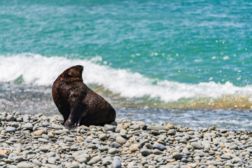 ニュージーランドの海岸にいる野生のアシカ
