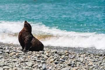 ニュージーランドの海岸にいる野生のアシカ