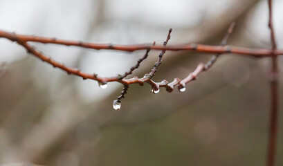 On a rainy day, dew on tree branches.