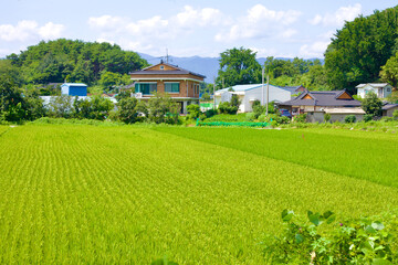 Rice Farm Fields with Farmhouses Near Gajin Port