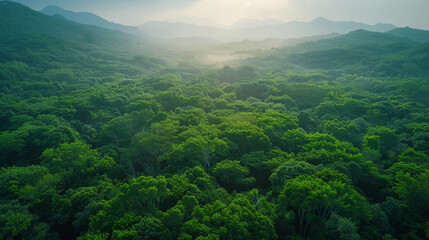 Fototapeta premium Lush green forest landscape with mist and rolling hills at sunrise, depicting serenity and the beauty of nature.
