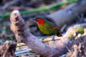Scarlet-faced Liocichla - Liocichla ripponi is a bird in the Leiothrichidae family on branch live in nature.