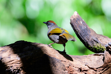 Silver-eared Laughingthrush(Trochalopteron melanostigma) foraging and pery live in nature.