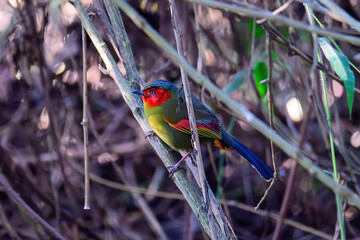 Scarlet-faced Liocichla - Liocichla ripponi is a bird in the Leiothrichidae family on branch live in nature.