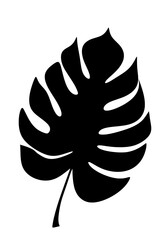 Obraz premium Tropical monstera leave plant shadow natural minimal