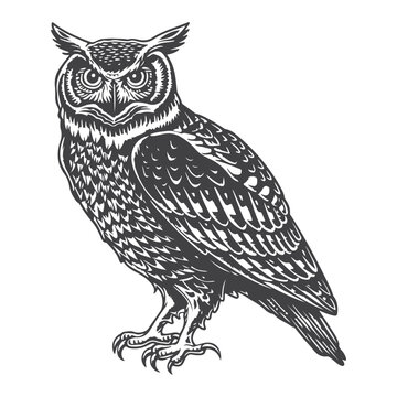 Owl night bird woodcut style drawing vector illustration
