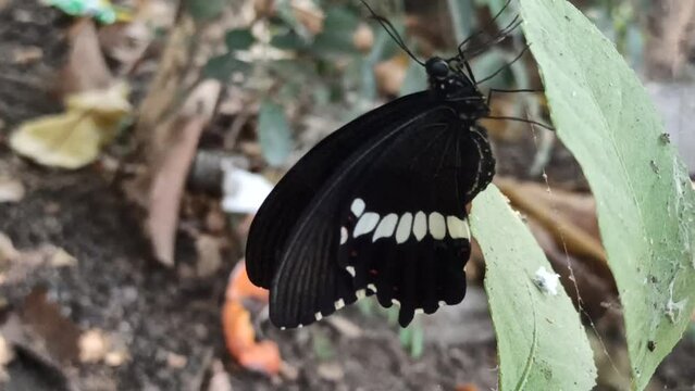 a very beautiful black butterfly just emerged from the cocoon