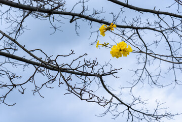 Golden Tabebuia chrysotricha or golden trumpet tree bloom in spring. There are a few small yellow flowers on the bare branches



