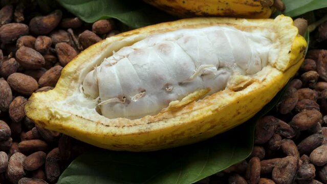 Fresh cocoa pod cut exposing cocoa seeds, with a cocoa plant
