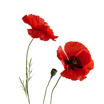 red poppies isolated on white